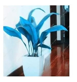 100 seeds Hosta Seeds - Sky Blue Leaves