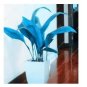 100 seeds Hosta Seeds - Sky Blue Leaves