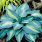 100 seeds Hosta Seeds - Sky Blue Leaves