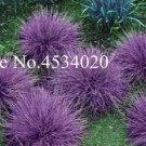 300 seeds Purple Fescue Grass Seeds Festuca glauca Perennial Hardy Ornamental