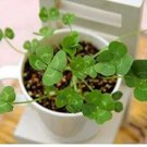200 seeds Four Leaf Clover Seeds - Green Colors