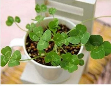 200 seeds Four Leaf Clover Seeds - Green Colors