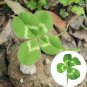 200 seeds Four Leaf Clover Seeds - Green Colors