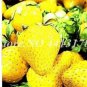 300 seeds Giant Strawberry Seeds - Yellow Color