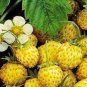 300 seeds Giant Strawberry Seeds - Yellow Color