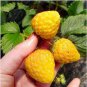 300 seeds Giant Strawberry Seeds - Yellow Color