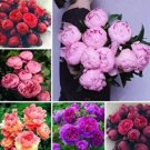10 seeds  Chinese Peony Seeds - Mixed Red Pink Light Pink Purple Bicolor Flowers