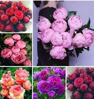 10 seeds  Chinese Peony Seeds - Mixed Red Pink Light Pink Purple Bicolor Flowers