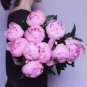 10 seeds  Chinese Peony Seeds - Mixed Red Pink Light Pink Purple Bicolor Flowers