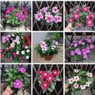 100 seeds Periwinkle Seeds - Mixed Rose Purple / Pink / Dark Pink / Light Purple / White / Mixed