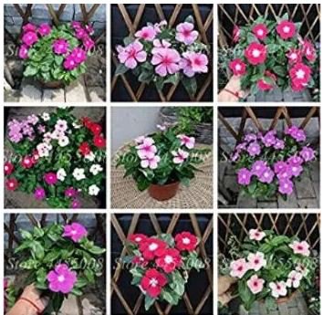 100 seeds Periwinkle Seeds - Mixed Rose Purple / Pink / Dark Pink / Light Purple / White / Mixed