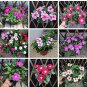 100 seeds Periwinkle Seeds - Mixed Rose Purple / Pink / Dark Pink / Light Purple / White / Mixed