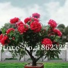10 seeds Chinese Rose Tree Bonsai Seeds - Dark Red Doubel Flowers