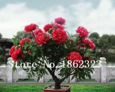 10 seeds Chinese Rose Tree Bonsai Seeds - Dark Red Doubel Flowers