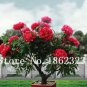 10 seeds Chinese Rose Tree Bonsai Seeds - Dark Red Doubel Flowers
