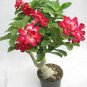 10 seeds Chinese Rose Tree Bonsai Seeds - Dark Red Doubel Flowers