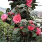 10 seeds Chinese Rose Tree Bonsai Seeds - Dark Red Doubel Flowers