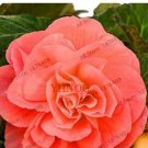 50 seeds Camellia Flores Seeds - Bright Orange Color