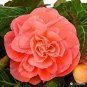 50 seeds Camellia Flores Seeds - Bright Orange Color