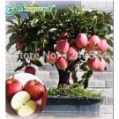 100 seeds Red Apple Tree Seeds - Bonsai Series