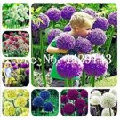 100 seeds Giant Allium Seeds - Mixed White Purple Yellow Blue Dark Red etc Colors