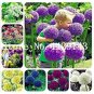 100 seeds Giant Allium Seeds - Mixed White Purple Yellow Blue Dark Red etc Colors