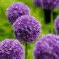 100 seeds Giant Allium Seeds - Mixed White Purple Yellow Blue Dark Red etc Colors