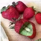 300 seeds hailand Strawberry ‘Kiwi’ Seed Organic Sweet Fruit