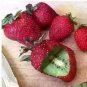 300 seeds hailand Strawberry ‘Kiwi’ Seed Organic Sweet Fruit