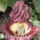 50 seeds Corpse Flowers The Titan Arum Seeds - Coffee Color