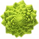 100 seeds  Roman Broccoli Seeds Vegetables