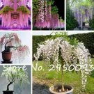 10 seeds Mixed Wisteria Seeds Climbing Rattan Wisteria Flower Planting