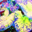 100 seeds Thailand Caladium Seeds Burnt Rose Elephant Ear Flower Yellow