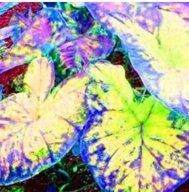 100 seeds Thailand Caladium Seeds Burnt Rose Elephant Ear Flower Yellow