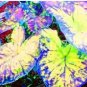 100 seeds Thailand Caladium Seeds Burnt Rose Elephant Ear Flower Yellow