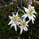20 seeds Genuine Edelweiss Seeds The Plant of High Mountain of New Zealand