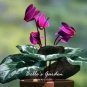 50 seeds Purplish Red Cyclamen Flower Seeds Perennial Flowering Bonsai Plants