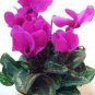 50 seeds Purplish Red Cyclamen Flower Seeds Perennial Flowering Bonsai Plants