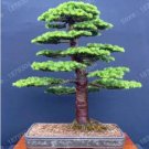 100 seeds Japanese Cedar Tree Bonsai Resistant to Cold Evergreen Cedar Tree for Home