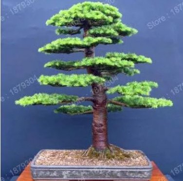 100 seeds Japanese Cedar Tree Bonsai Resistant to Cold Evergreen Cedar Tree for Home