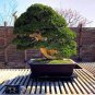 100 seeds Japanese Cedar Tree Bonsai Resistant to Cold Evergreen Cedar Tree for Home