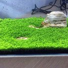 100 seeds Aquarium Plant Aquarium Water Seed Easy Growing Plant Grass Seed Fish Tank Lawn Decor