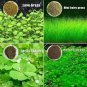 100 seeds Aquarium Plant Aquarium Water Seed Easy Growing Plant Grass Seed Fish Tank Lawn Decor