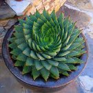 100 seeds  Rare Aloe Vera Plant Herbal Succulent Bonsai