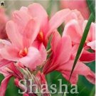 100 seeeds Dwarf Bonsai Canna Lily Outdoor Tropical Bronze Scarlet Foliage Seeds
