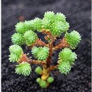 100 seeds Succulent Plants Bonsai Sedum Multiceps Bonsai