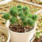 100 seeds Succulent Plants Bonsai Sedum Multiceps Bonsai
