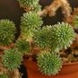 100 seeds Succulent Plants Bonsai Sedum Multiceps Bonsai