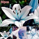 50 seeds Lots Bulk seedsplants Garden Decoration Floral Plants Blue Rare