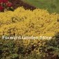 100 seed  Aubrieta Cascade Bonsai Purple Flower Plants
